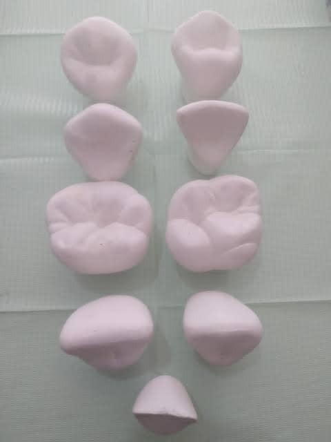 MACROMODELOS DE YESO ADULTO